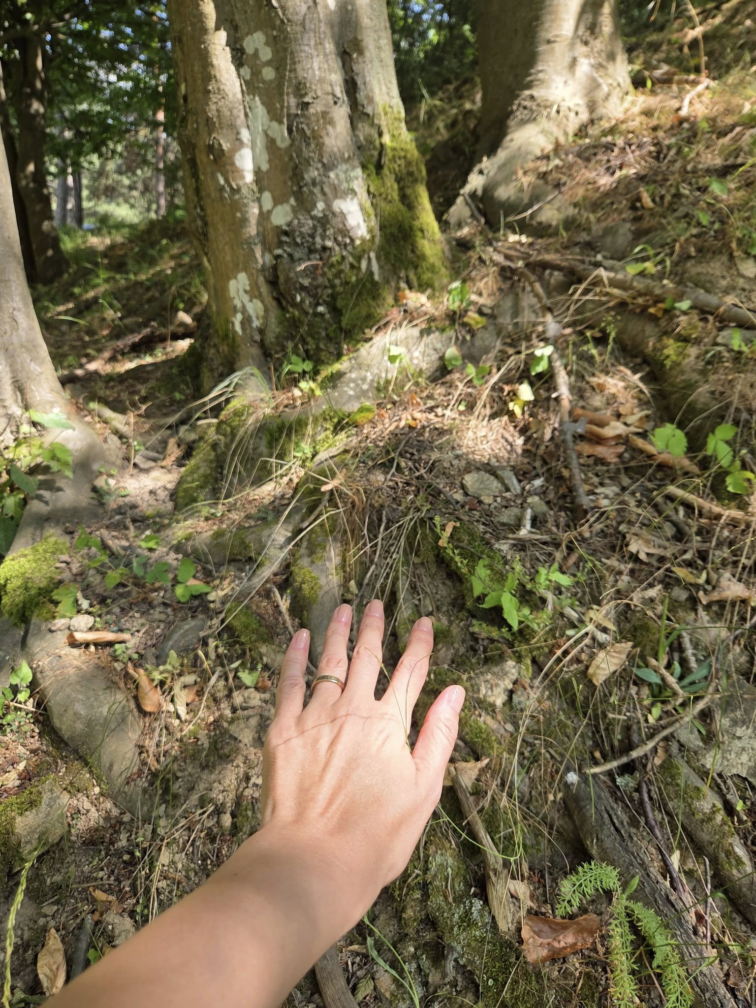 Suntem flori sălbatice - 4